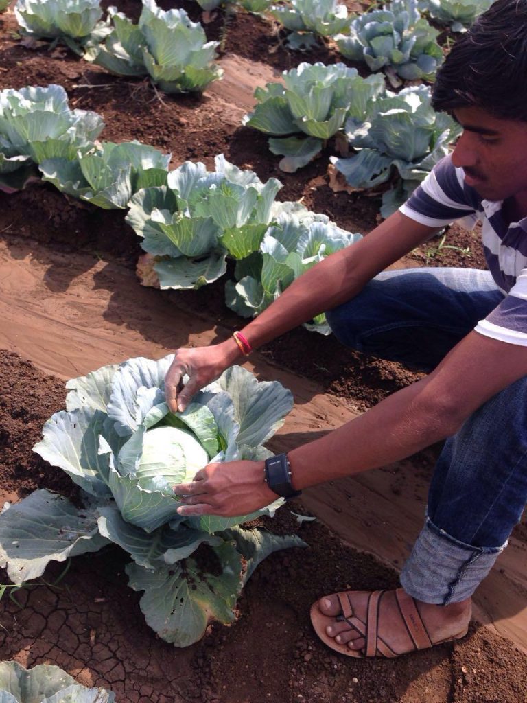 organic farming land