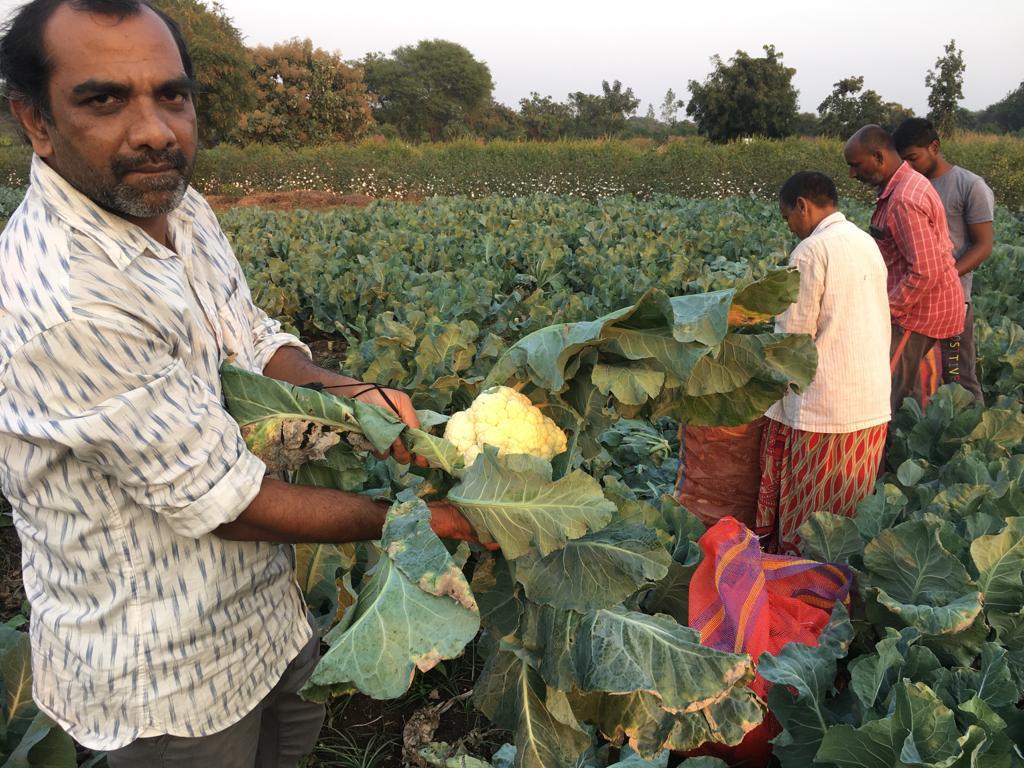 Life in green organic farm