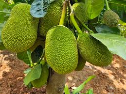 Jackfruit