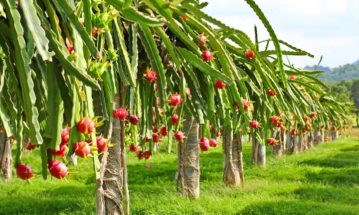 Dragon fruit crop at Bhishmavanam Zaheerabad