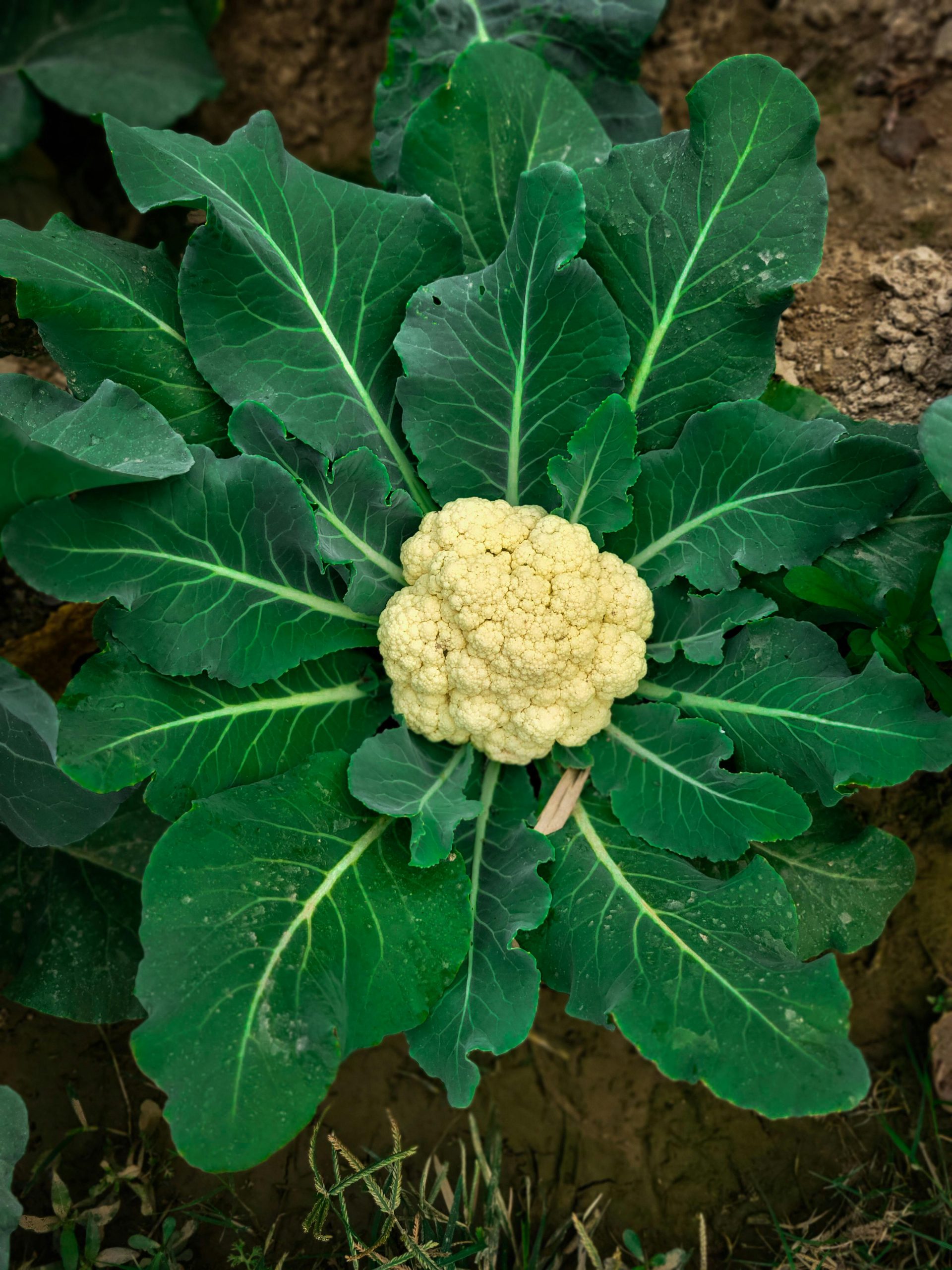 Pexels Kolkatarchobiwala 30493012 Scaled