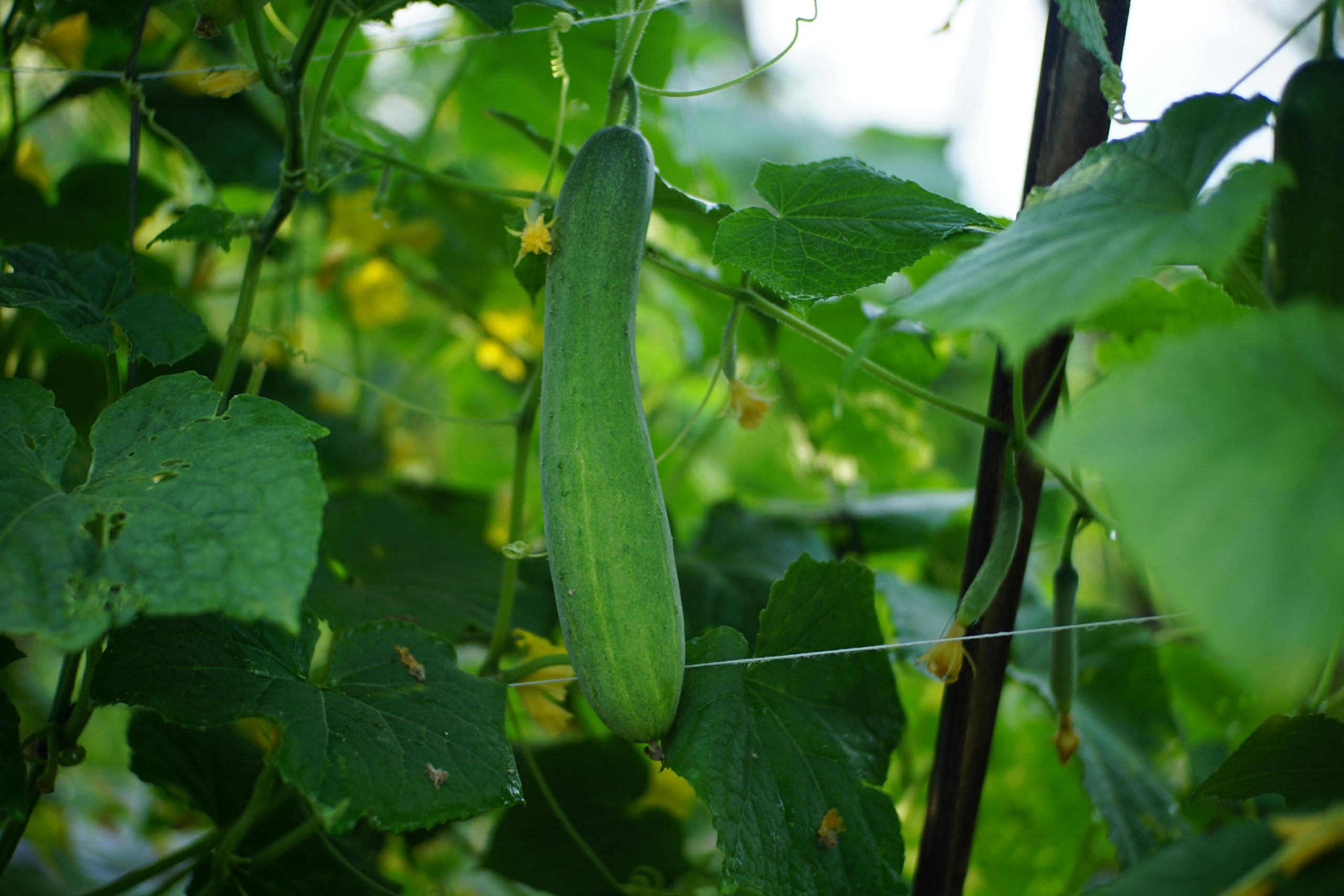 Pexels Onsirtus 31737283 Scaled