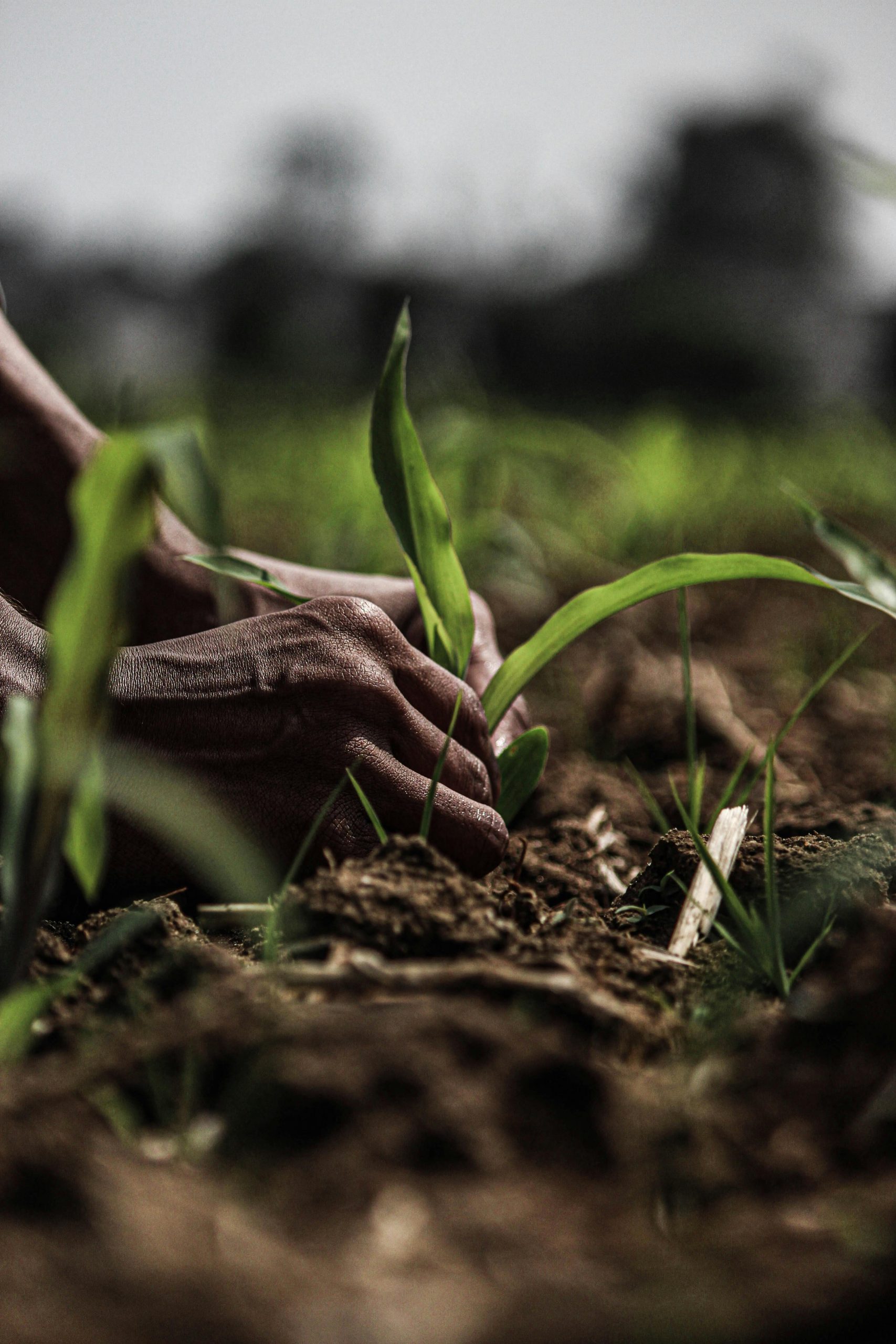 Green fertile farmland near Hyderabad