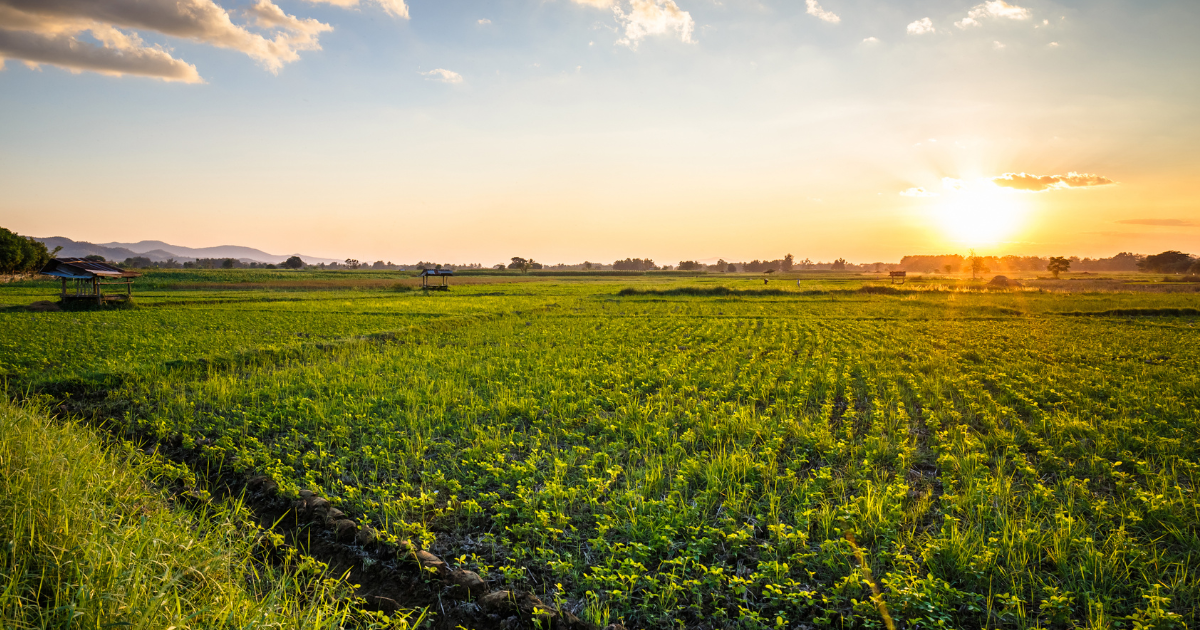 Farmland Near Hyderabad